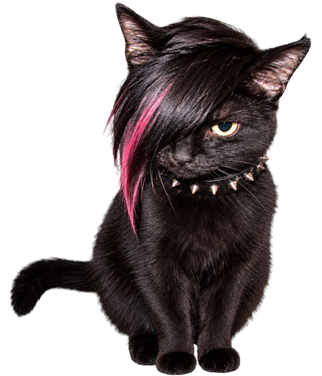 Emo Cat: a black cat with a pink-streaked fringe over one eye, wearing a spiked collar